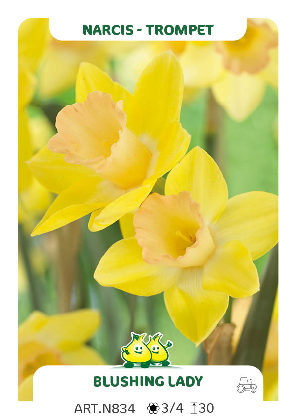 Narcis Blushing Lady
