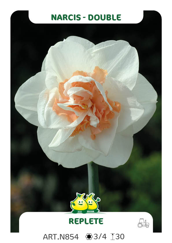 Narcis Pink Champagne