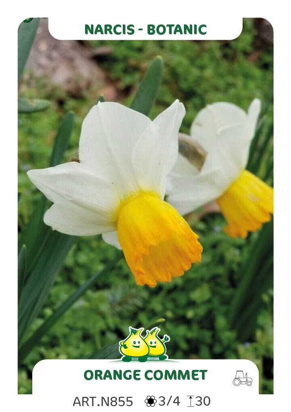 Narcis Orange Commet
