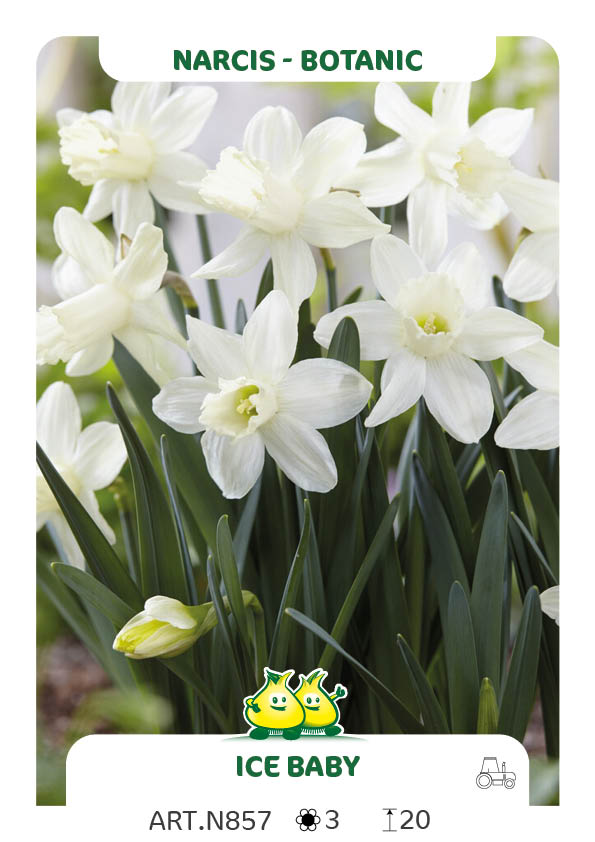 Narcis Hillstar