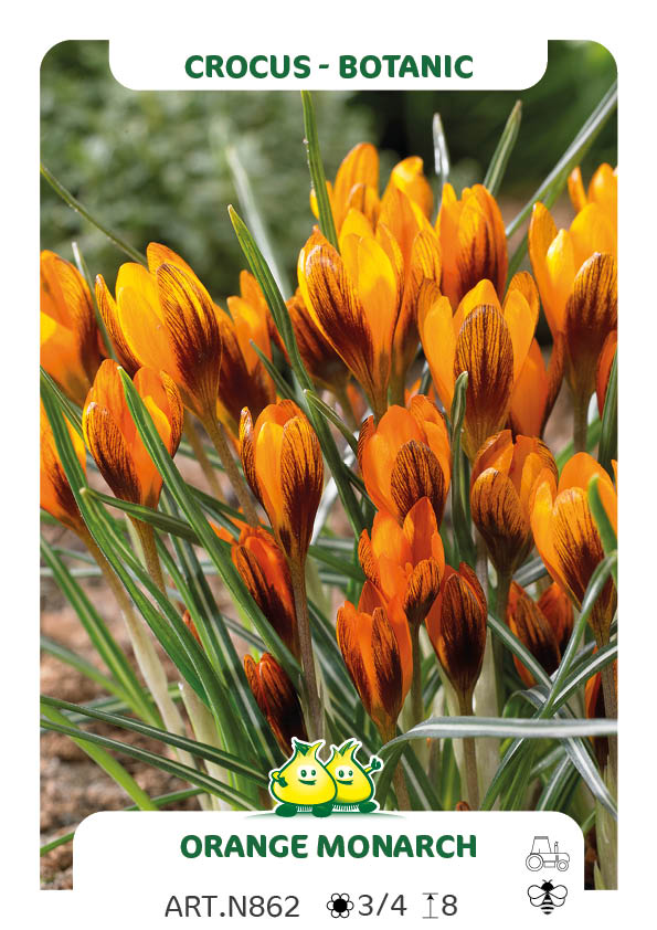 Crocus Bot. Oranje Monarch