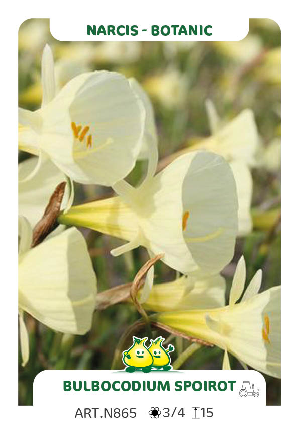 Narcis Bulbocodium Spoirot