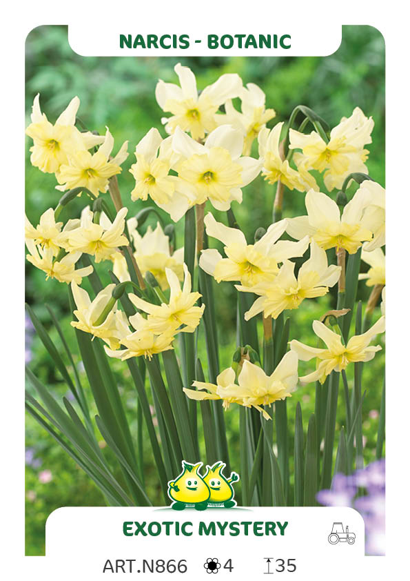 Narcis Exotic Mystery