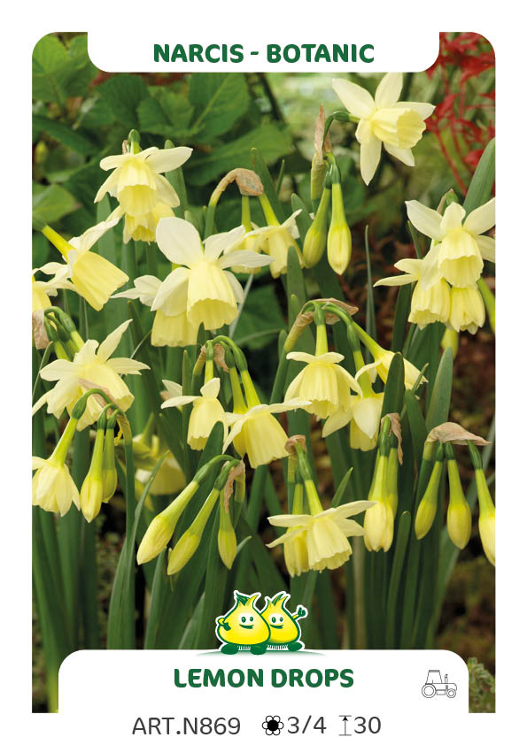 Narcis Lemon Drops