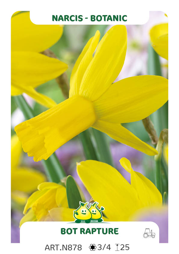 Narcis RapTure