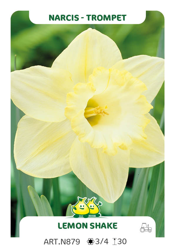 Narcis Lemon Shake