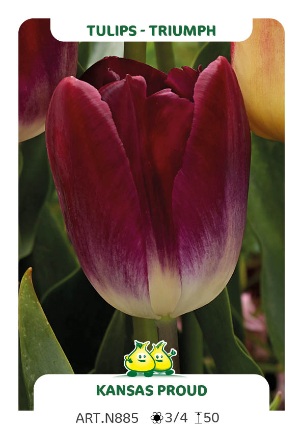 Tulpen Kansas Proud