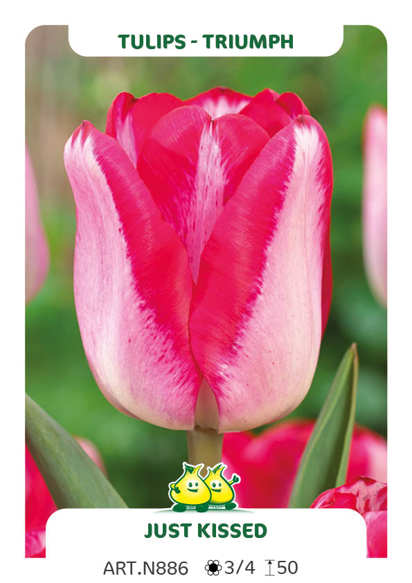 Tulpen Just Kissed