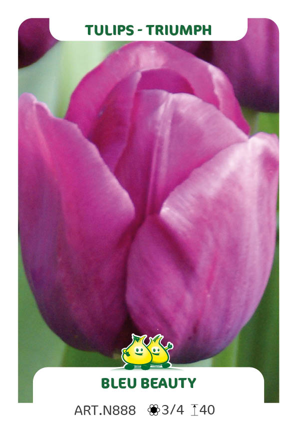 Tulpen Blue Beauty