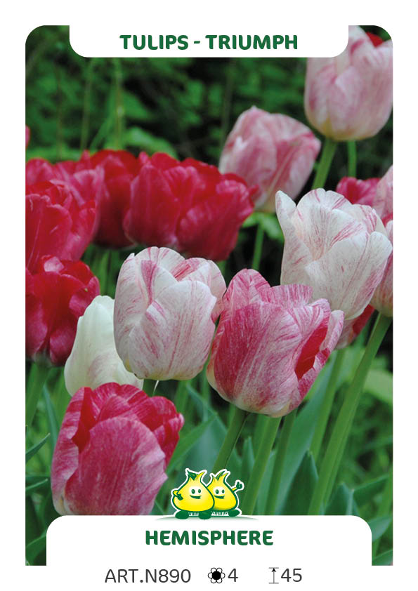 Tulpen Hemisphere
