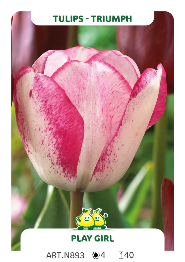Tulpen Playgirl