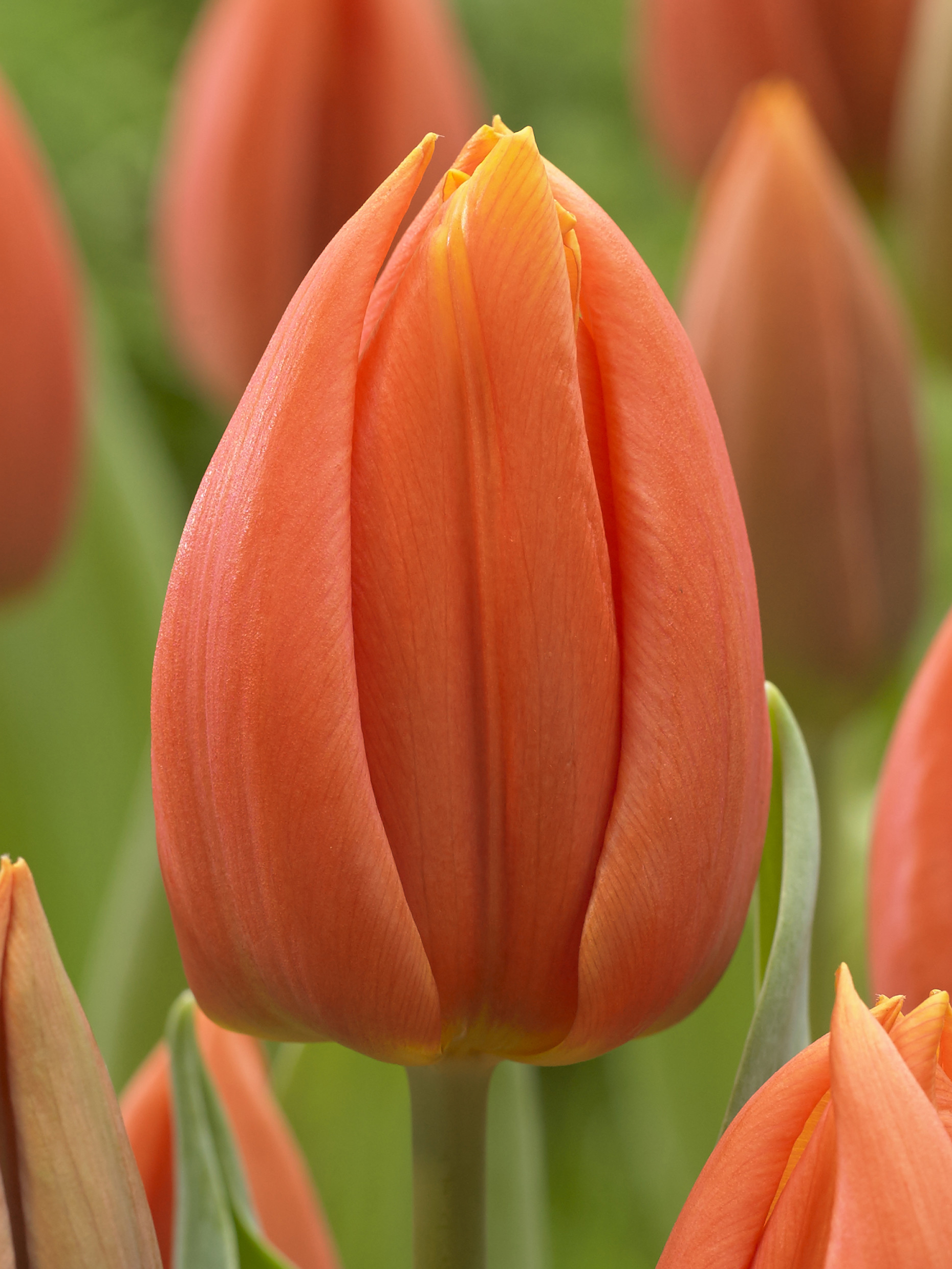 Tulpen Princess Catharina Amalia