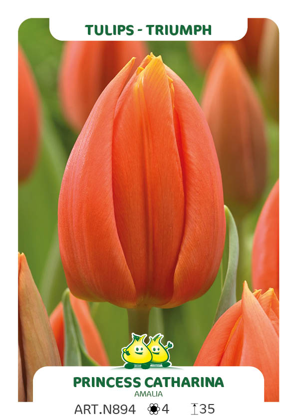 Tulpen Princess Catharina Amalia