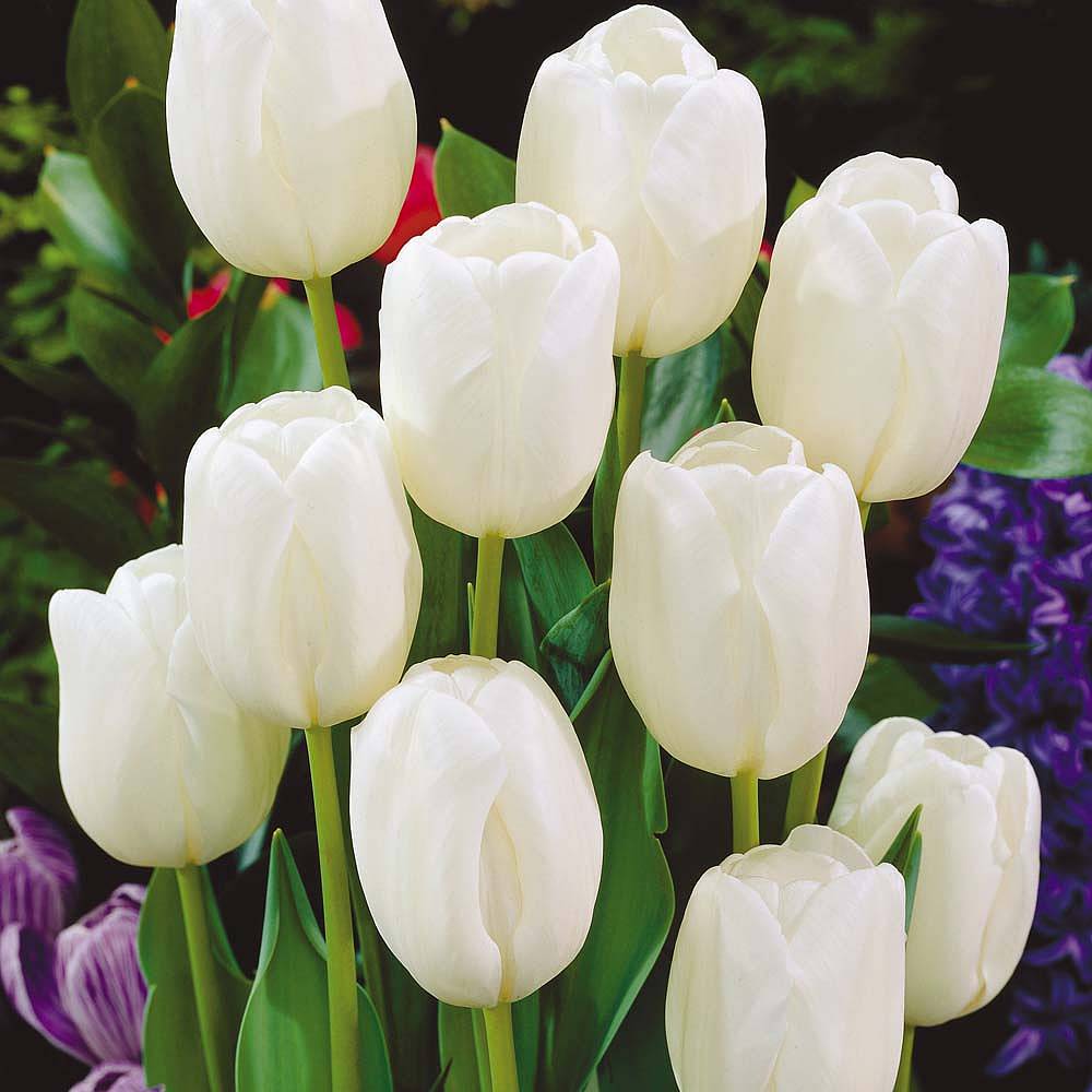 Tulpen White Dream