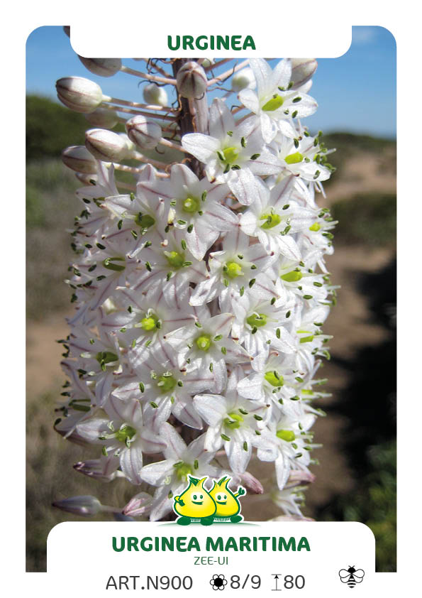 Urgenea maritima (zeeui)