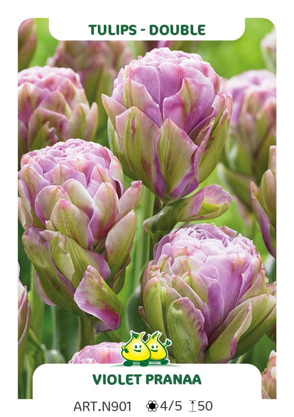 Tulp Violet Pranaa