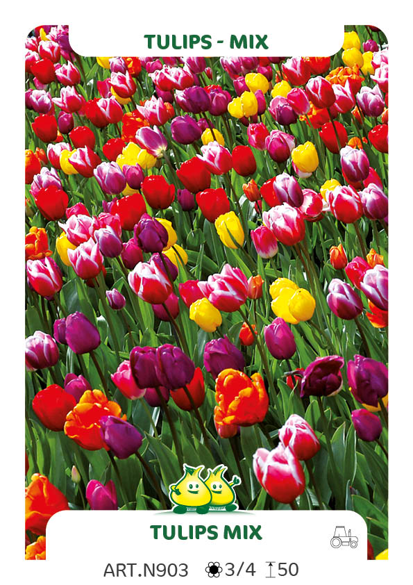 Tulipa Mix: Darwin -tardive-triumph-hative-botanique
