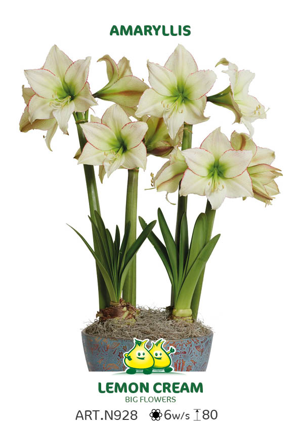 Amarylis Lemon Cream