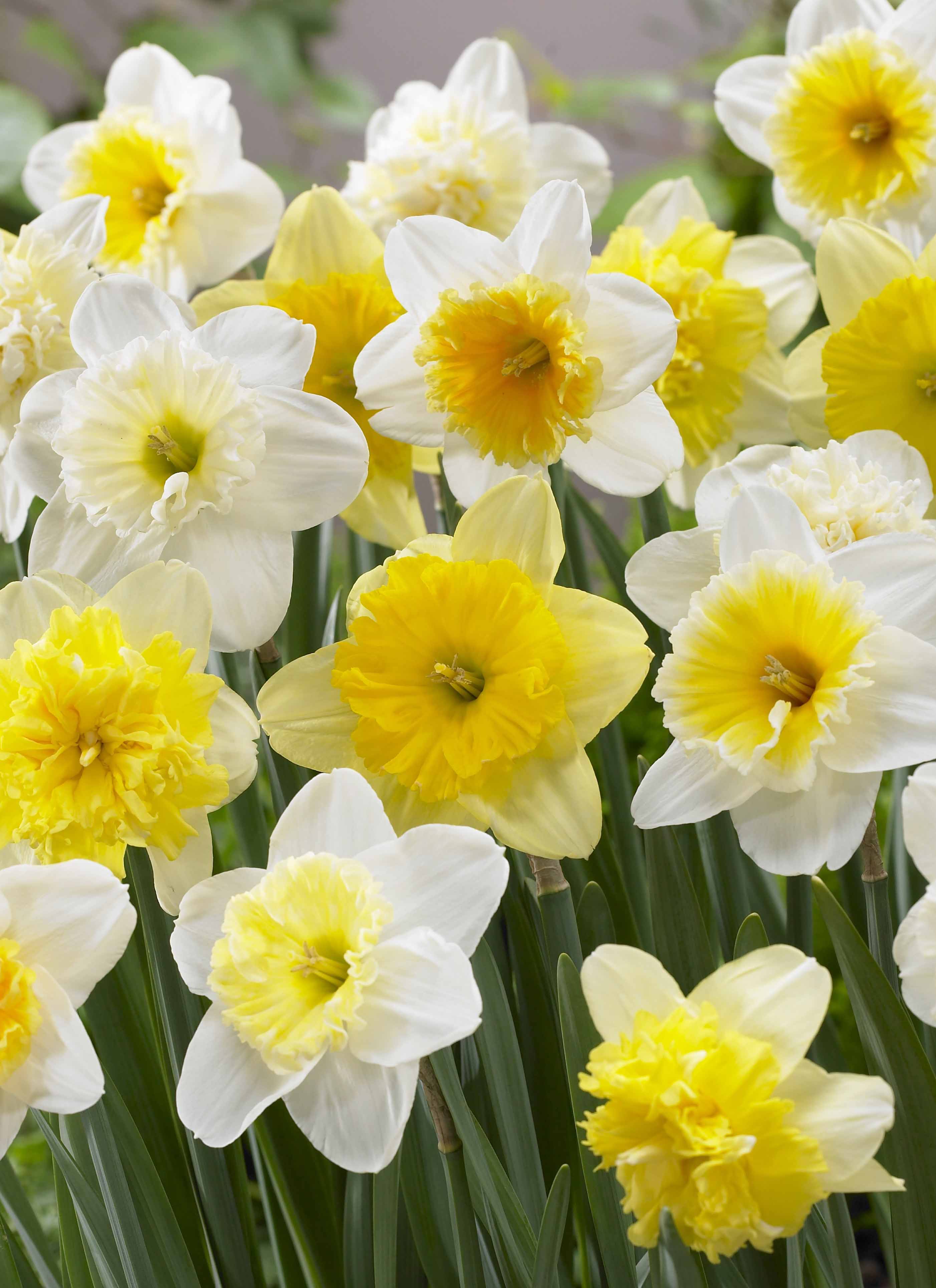 Narcis Follies Mix