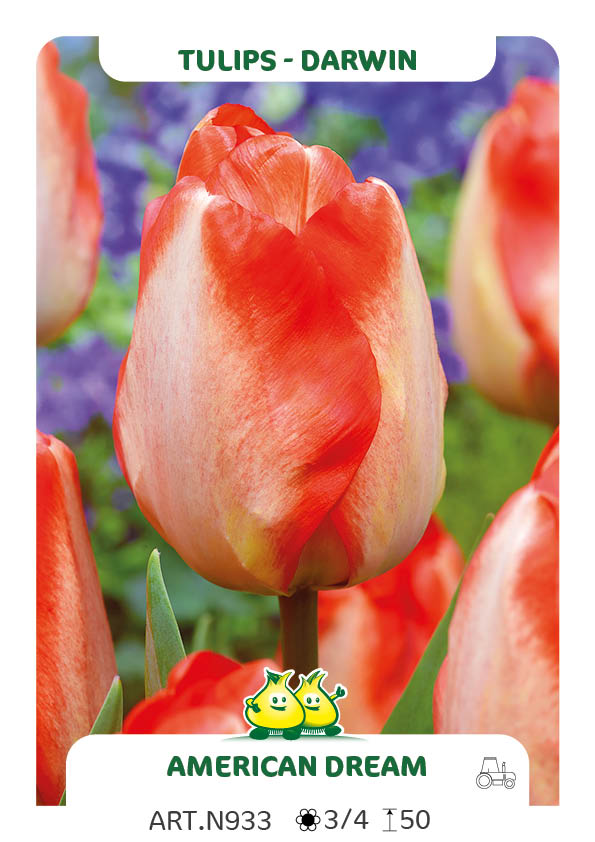Tulpen American Dream