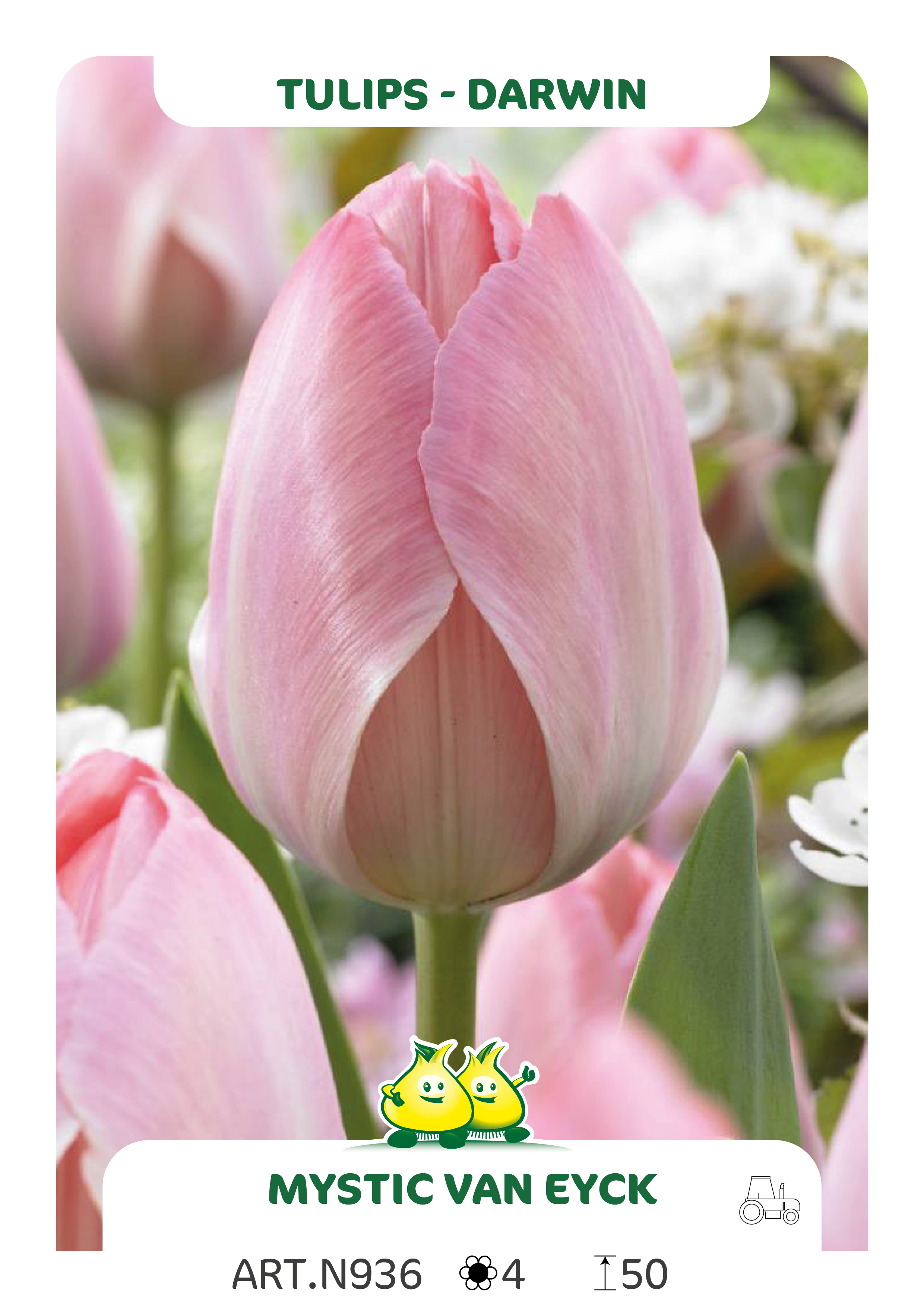 Tulpen Mystic Van Eijk