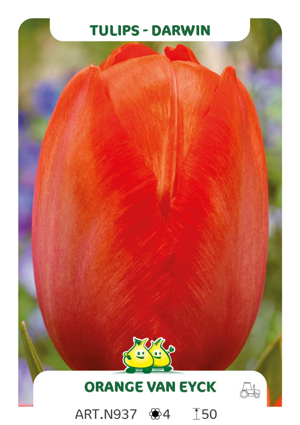 Tulpen Orange Van Eijk