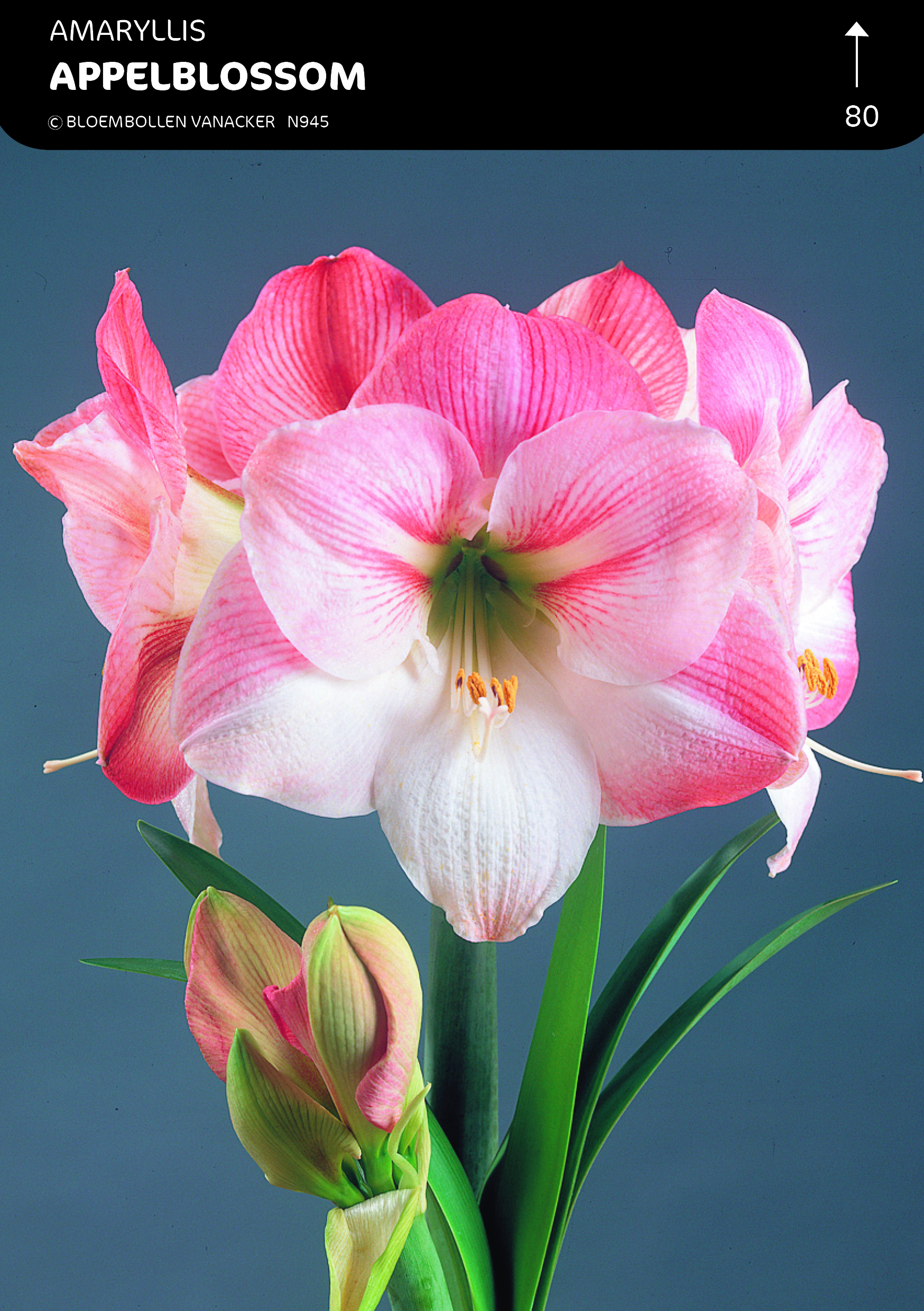 BOÎTE AMARYLLIS APPELBLOSSOM