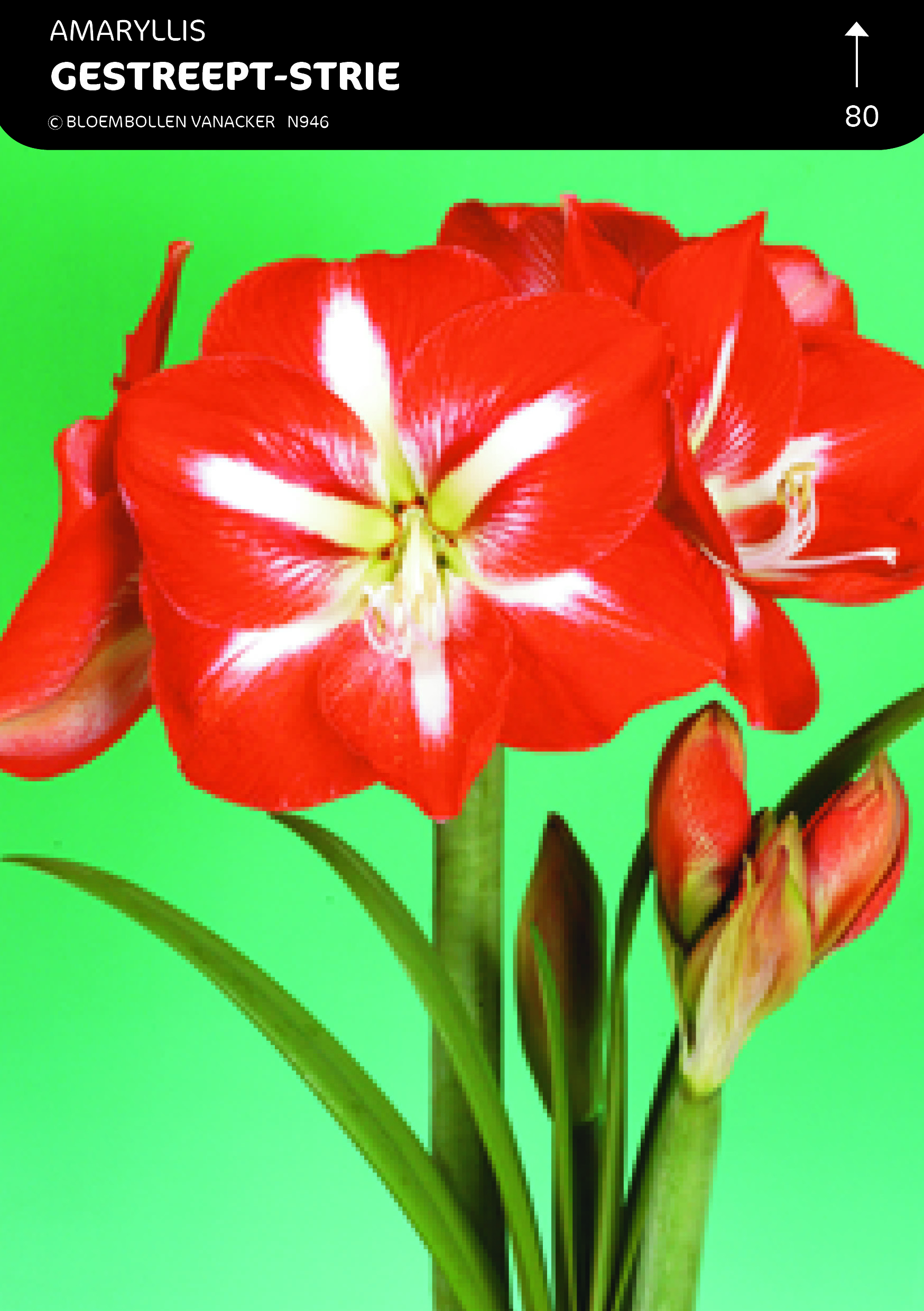 SHOWBOX AMARYLLIS 5*5