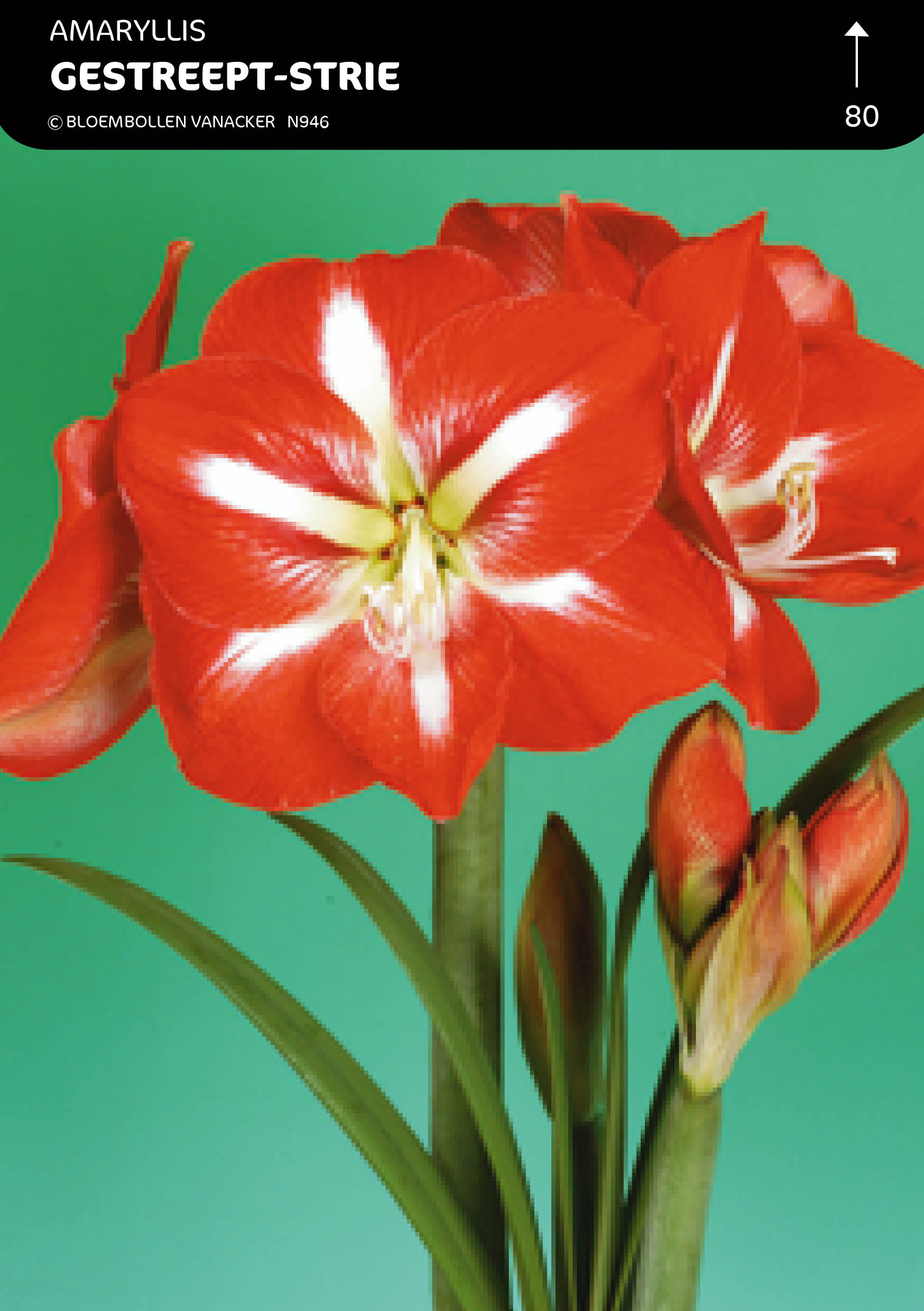 DOOSJE AMARYLLIS GESTREEPT