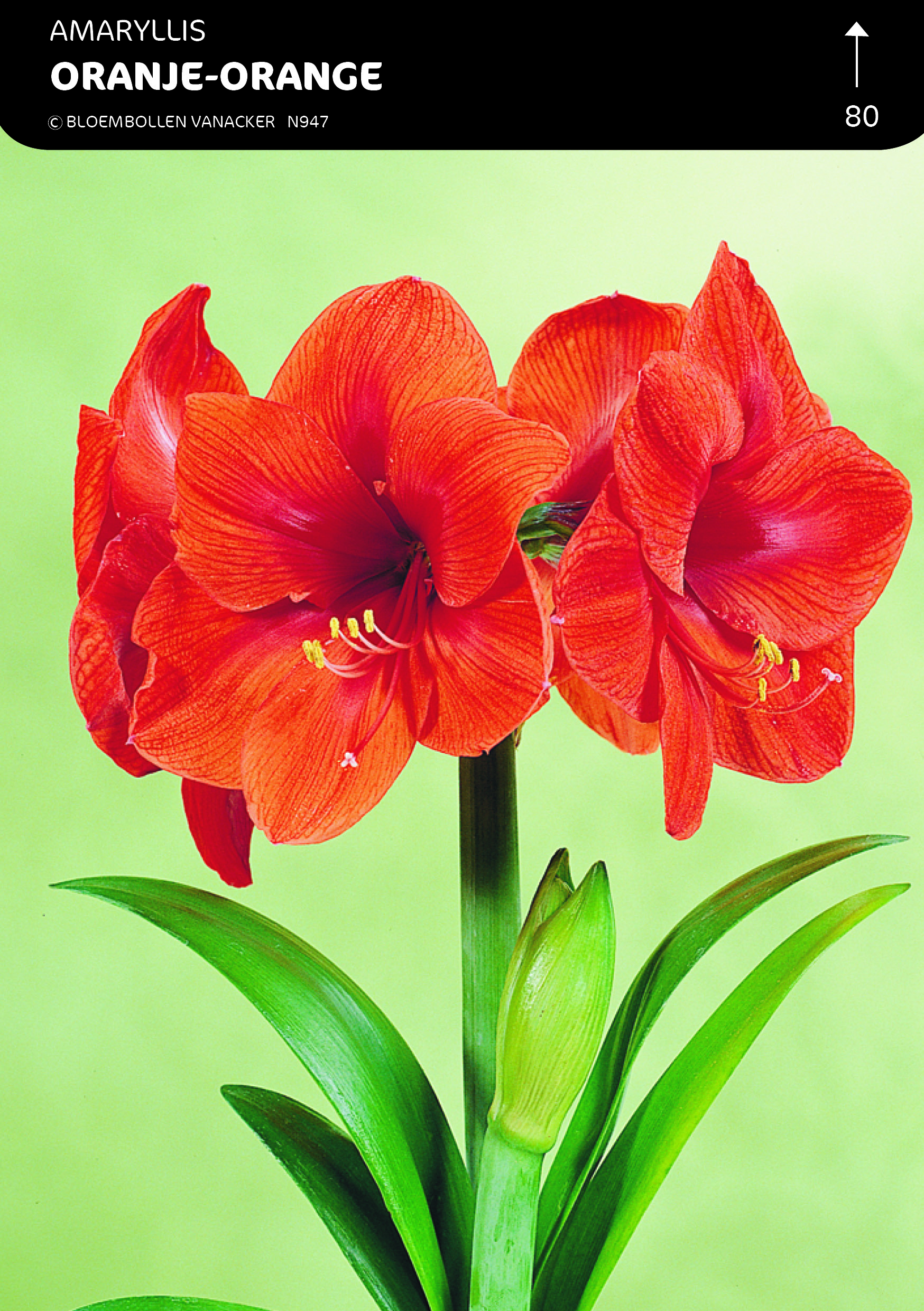 DOOSJE AMARYLLIS ORANJE