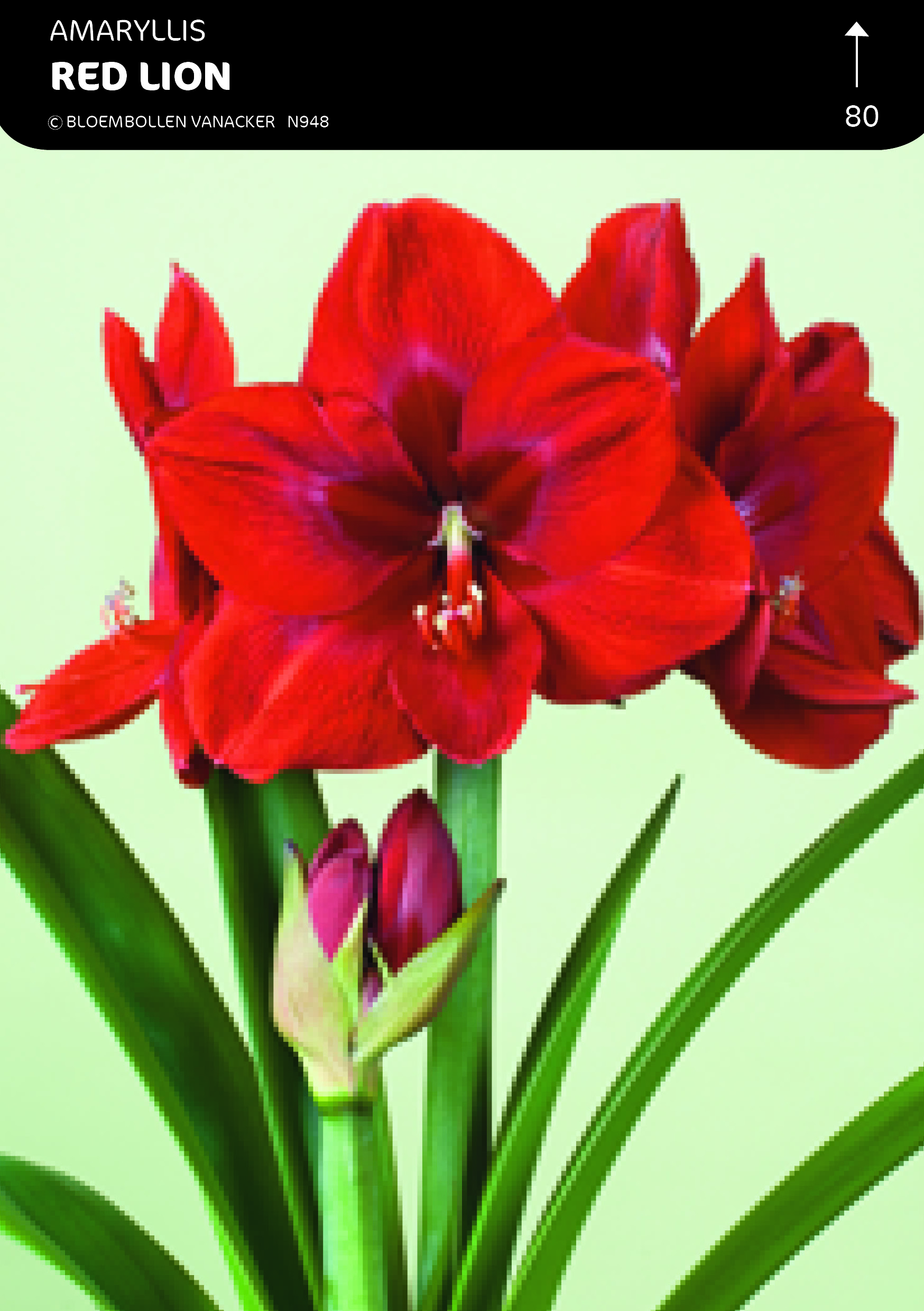 SHOWBOX AMARYLLIS 5*5