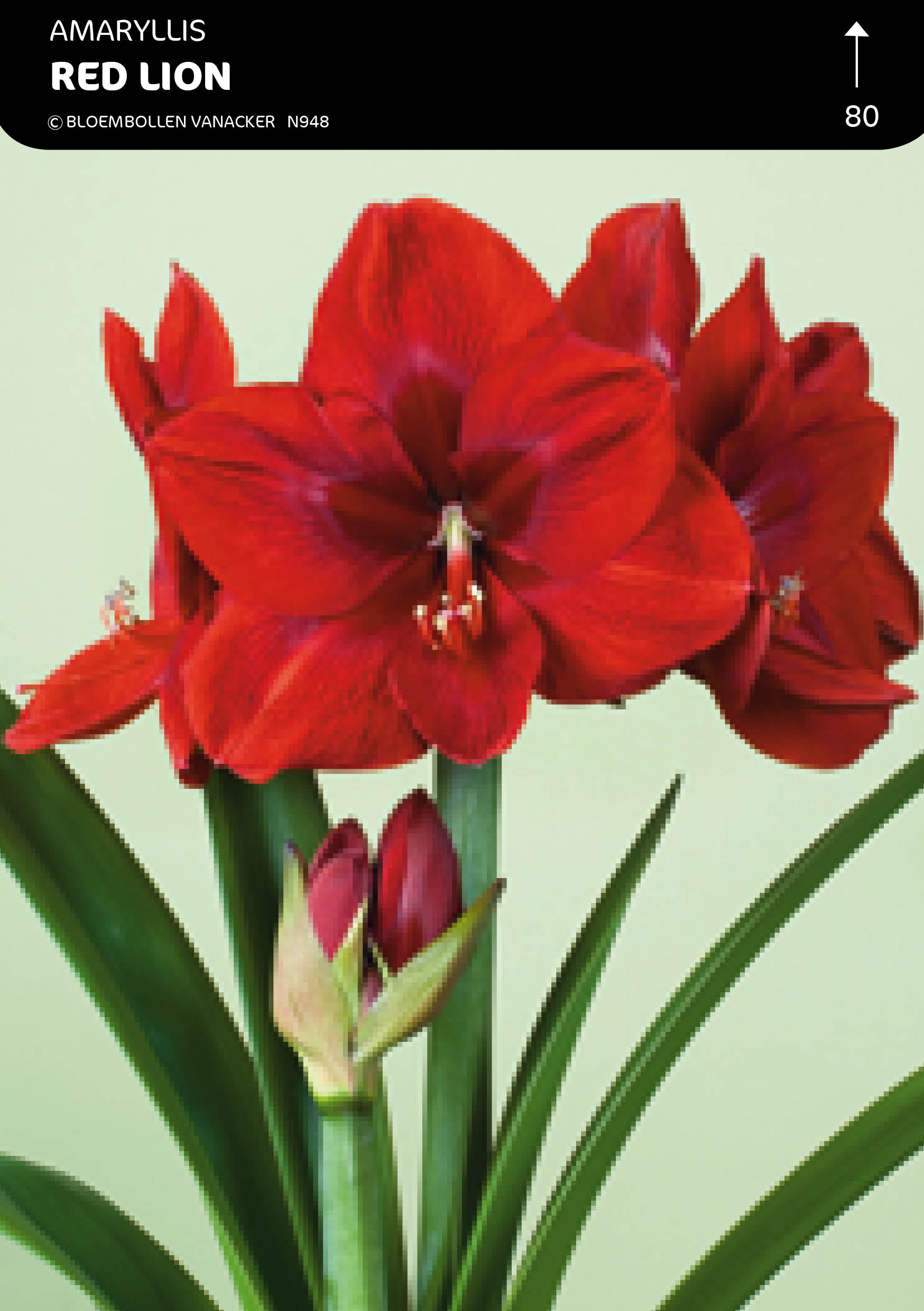 DOOSJE AMARYLLIS RED LION