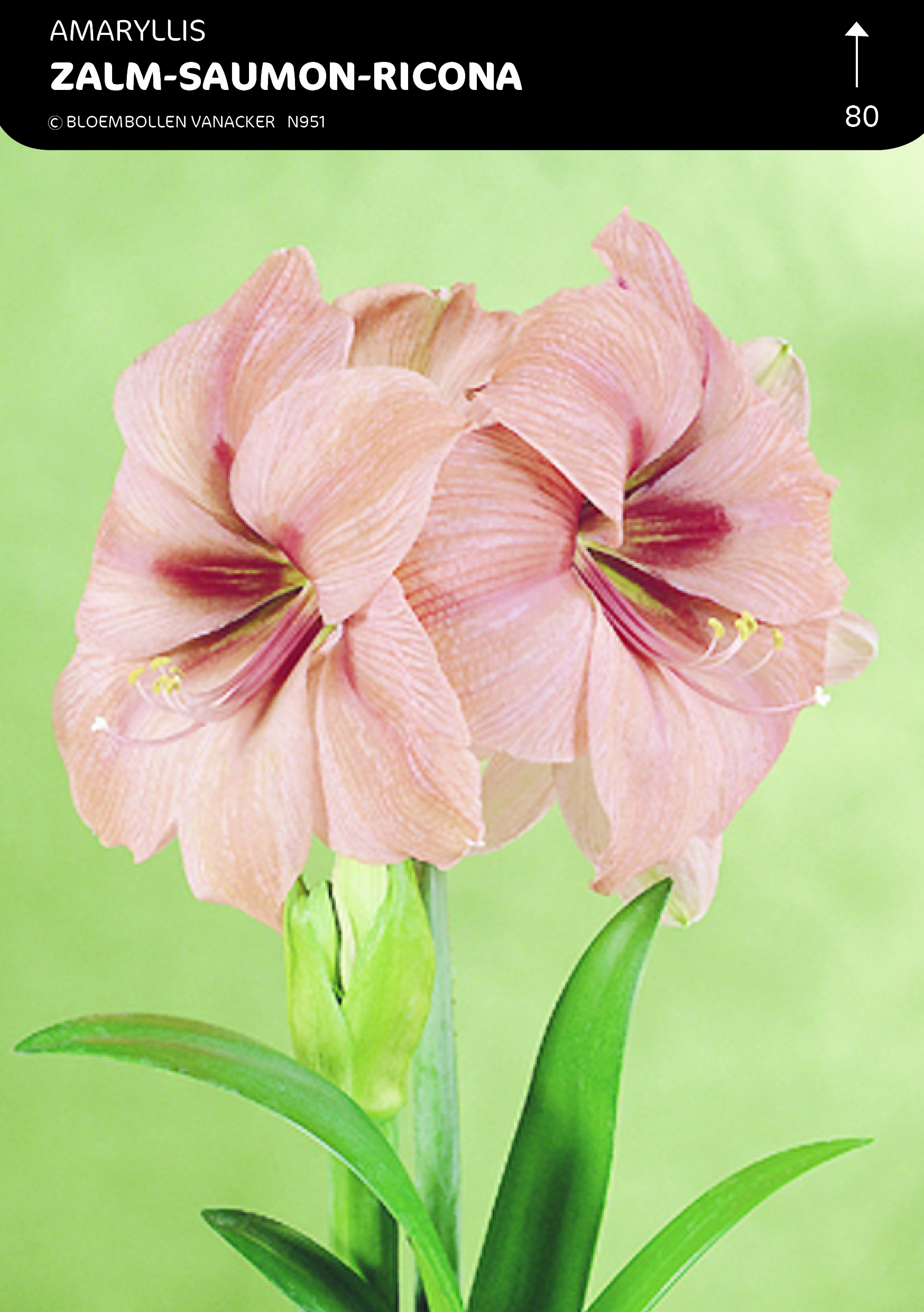 BOÎTE AMARYLLIS SAUMON