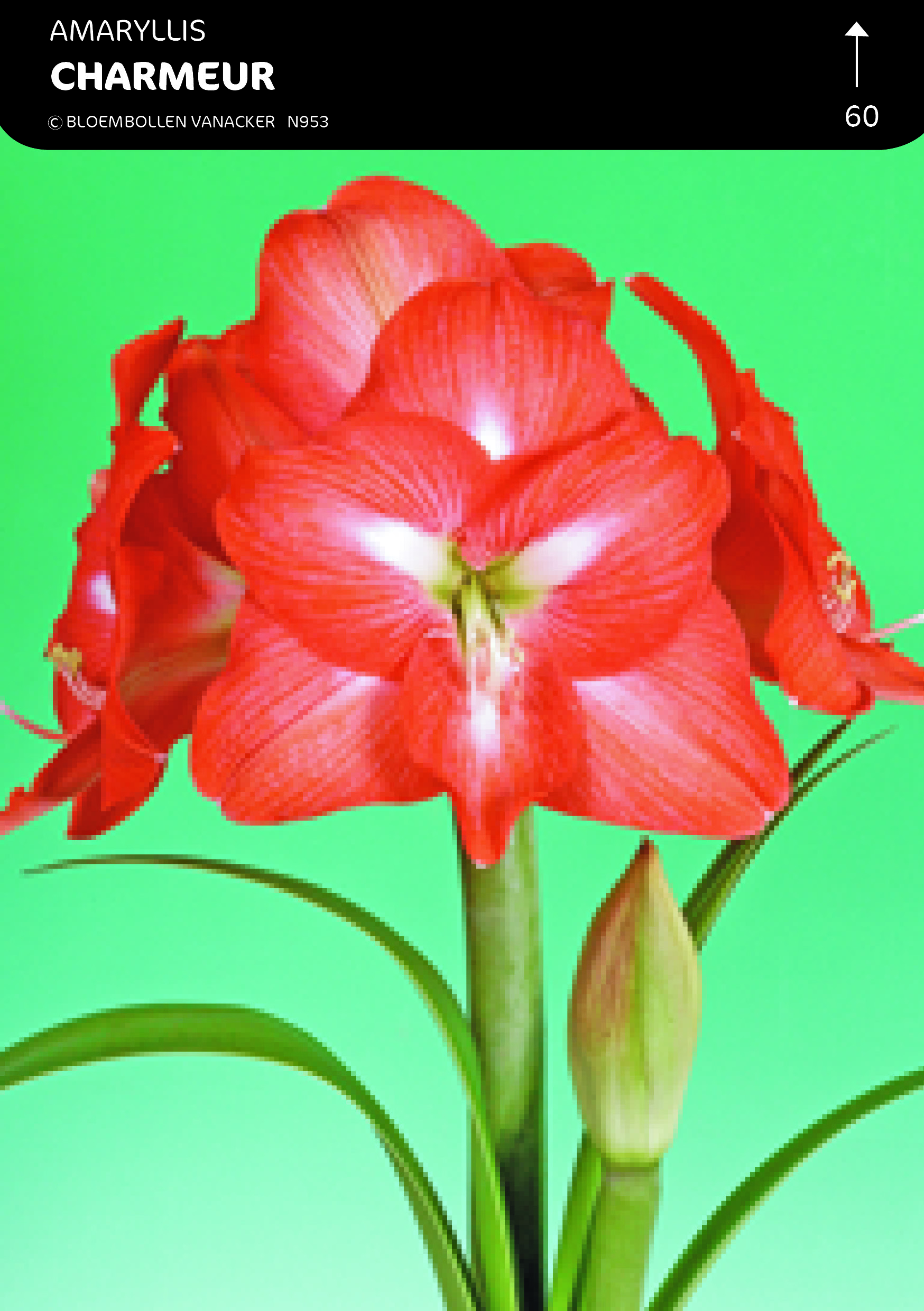 SHOWDOOS AMARYLLIS KLEINBLOEMIG 5*5