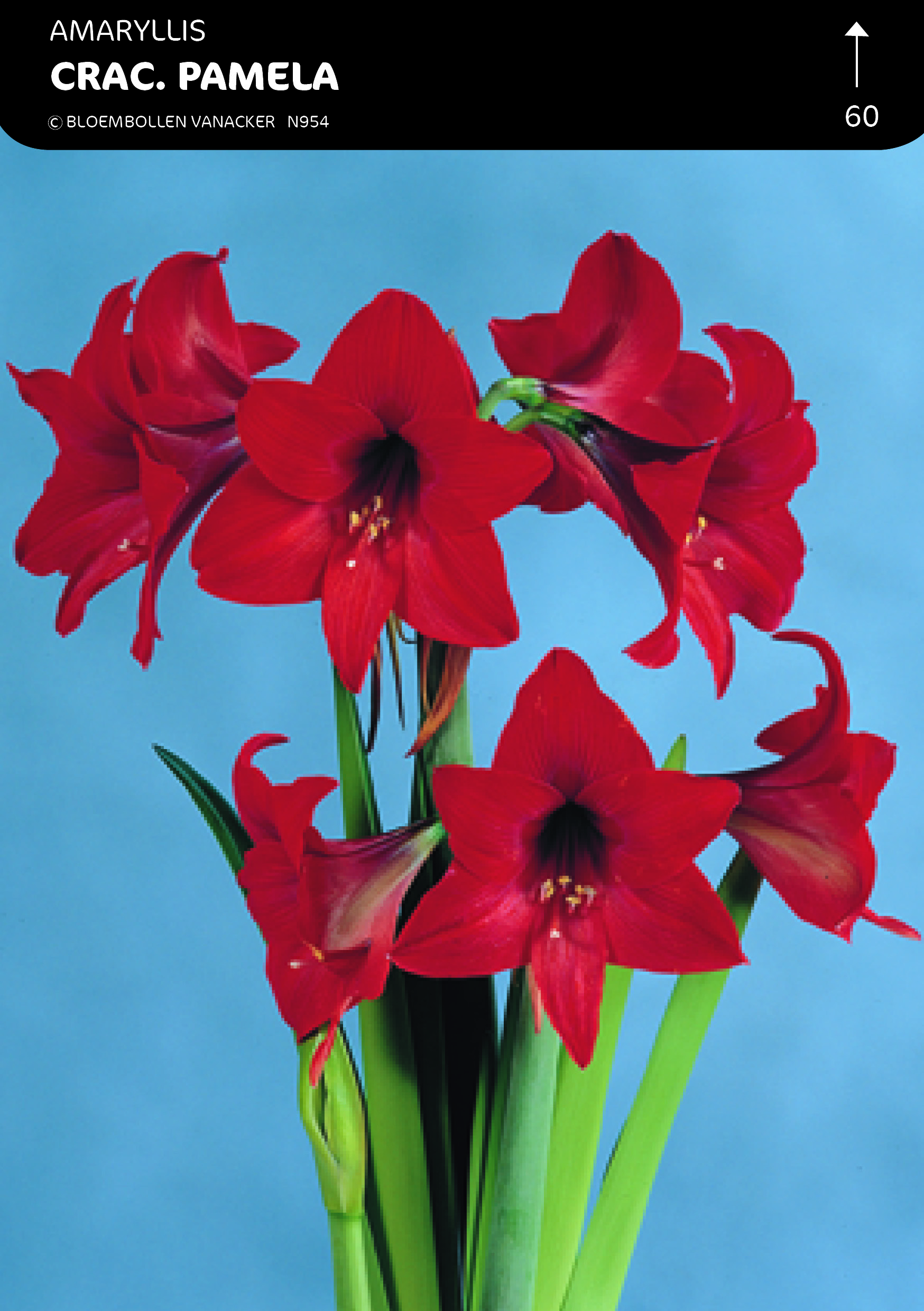 SHOWDOOS AMARYLLIS KLEINBLOEMIG 5*5