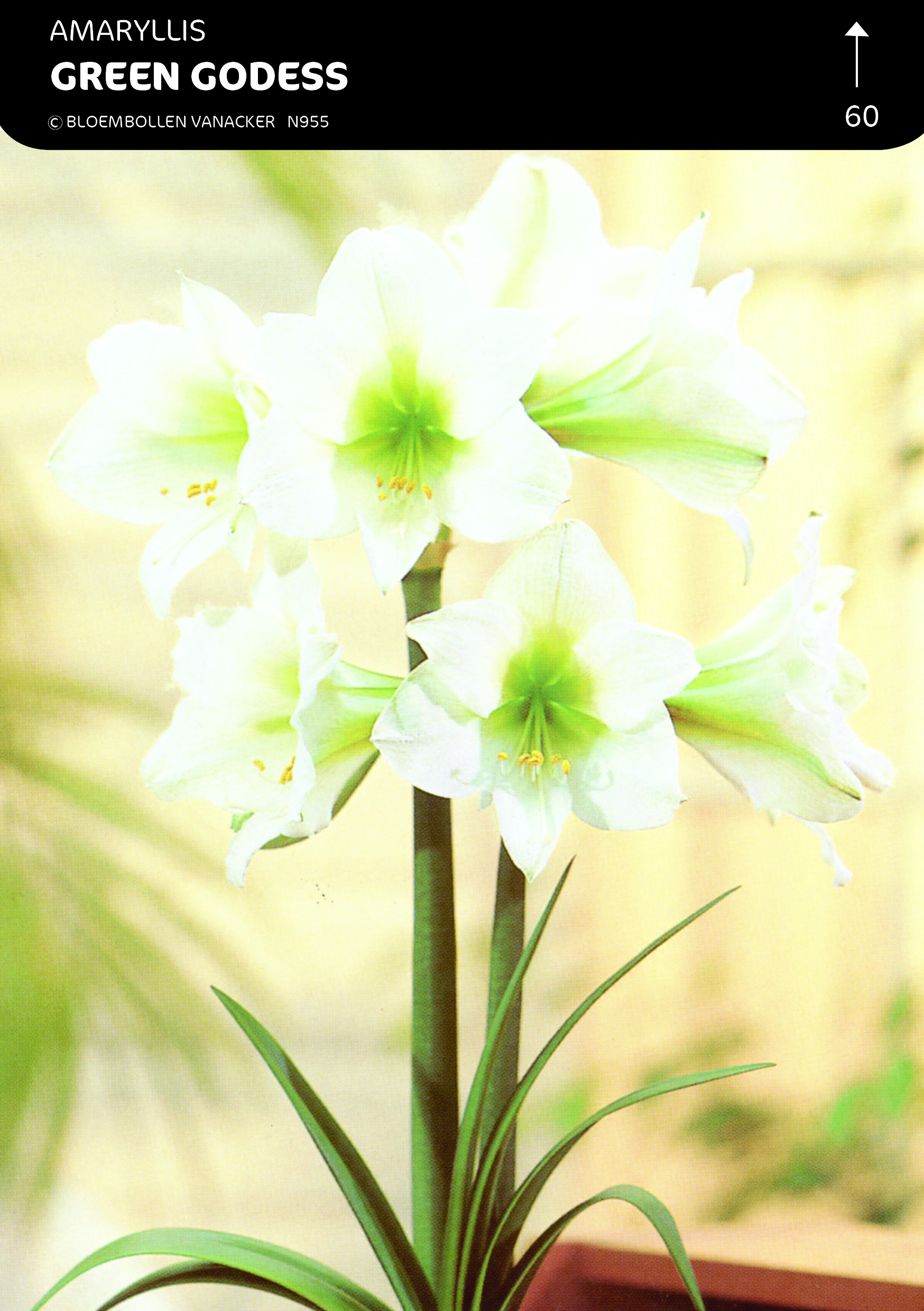 SHOWDOOS AMARYLLIS KLEINBLOEMIG 5*5