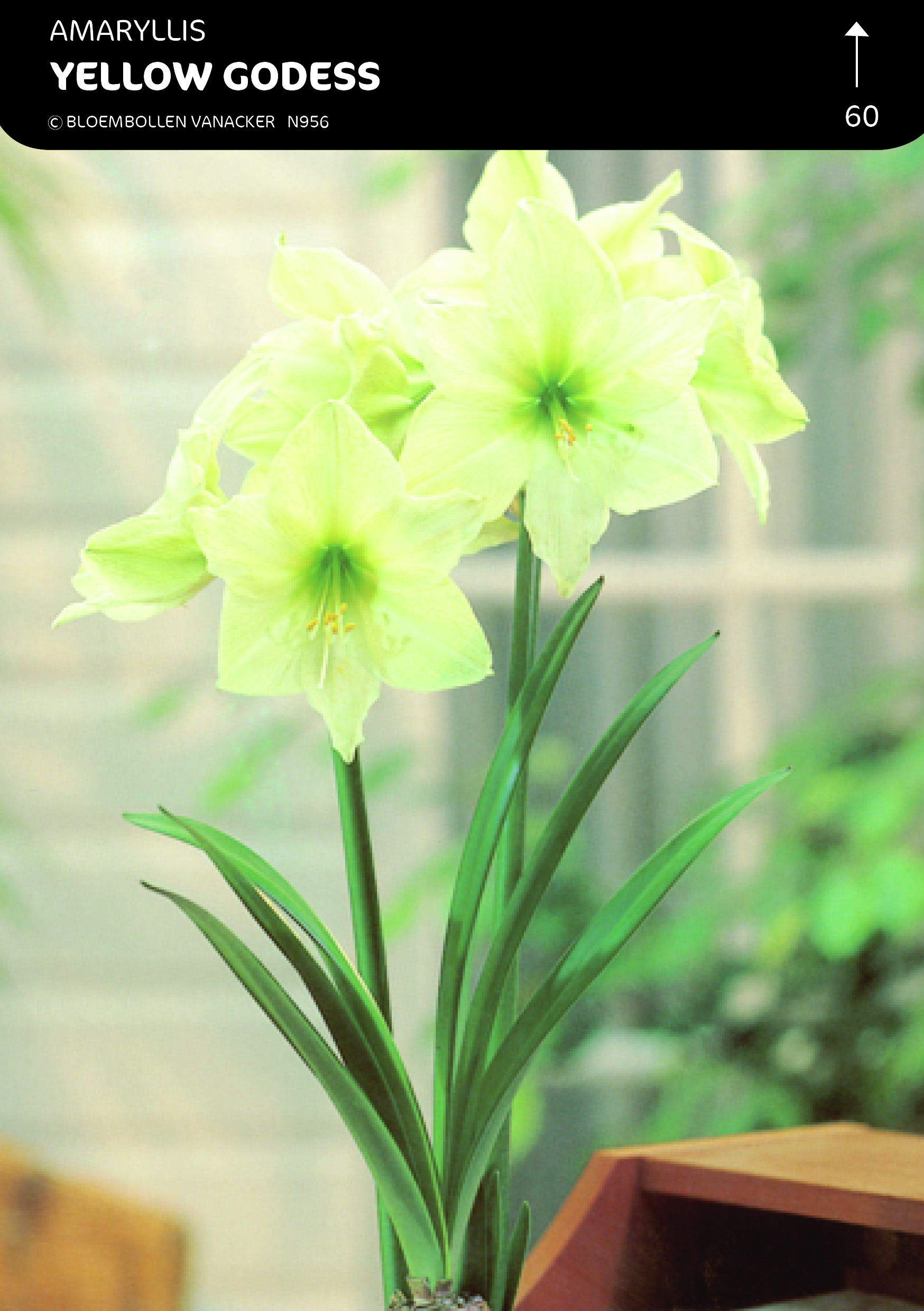 SHOWDOOS AMARYLLIS KLEINBLOEMIG 5*5