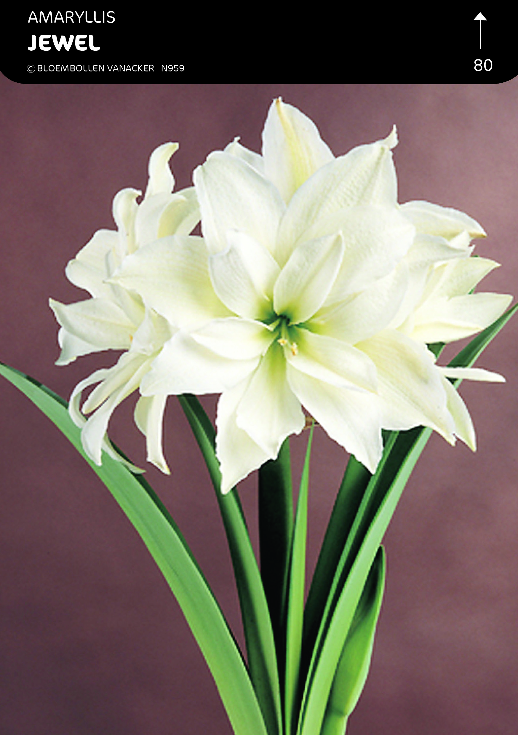 BOÎTE AMARYLLIS DOUBLE JEWEL