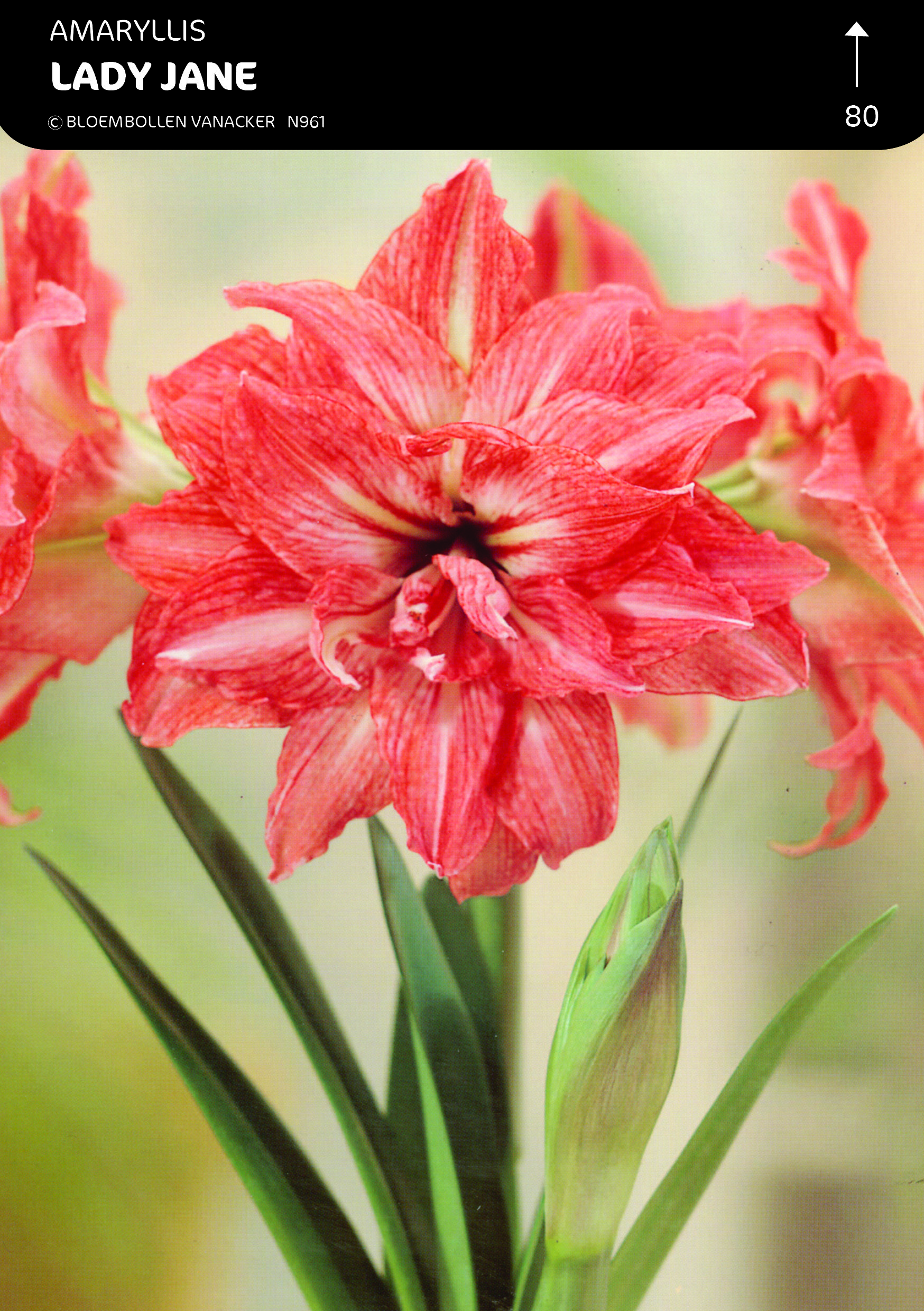 BOÎTE AMARYLLIS DOUBLE LADY JANE