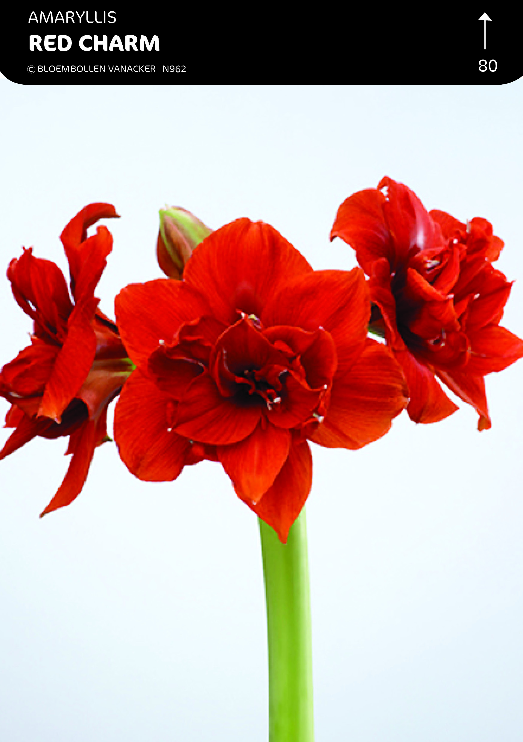 BOÎTE AMARYLLIS DOUBLE RED NYMPH