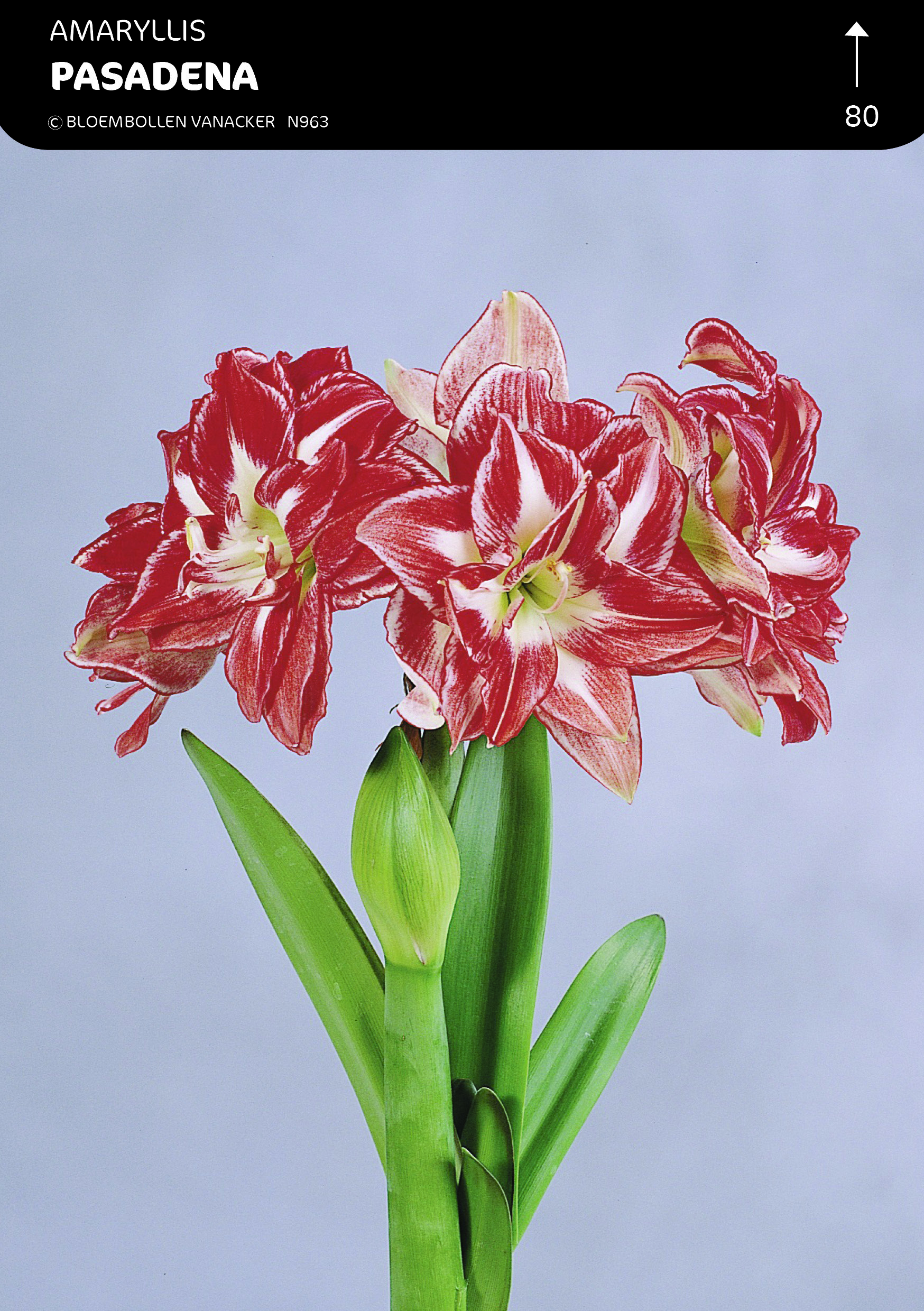 SHOWBOX AMARYLLIS BOUBLE 5*5