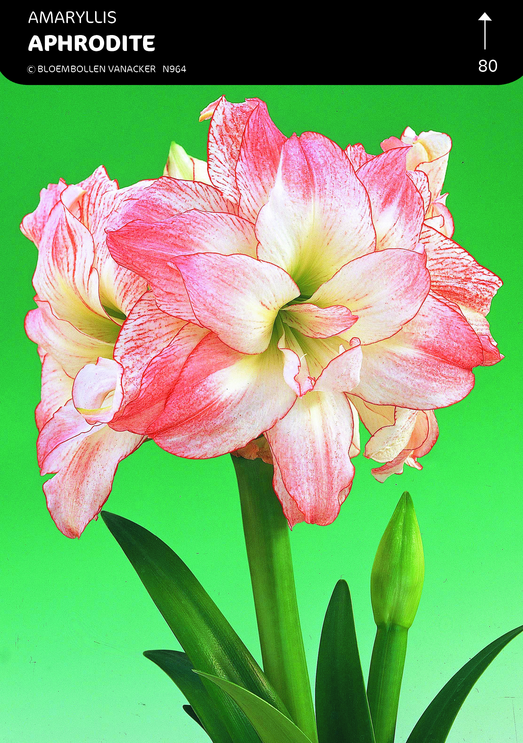 SHOWBOX AMARYLLIS BOUBLE 5*5