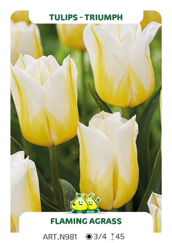 Tulpen Flaming Agrass