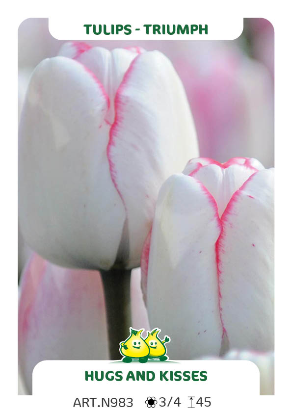 Tulpen Huggs And Kisses