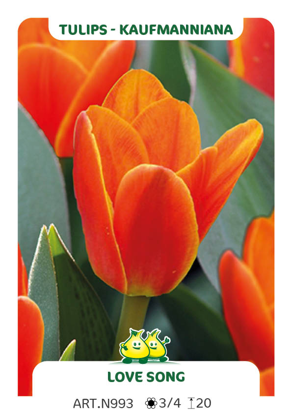 Tulp Love Song