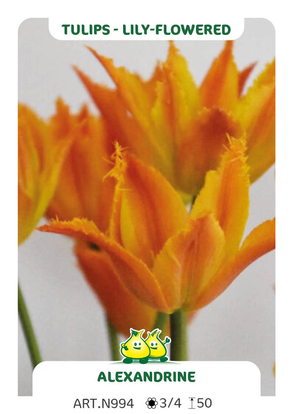 Tulp Alexandrine