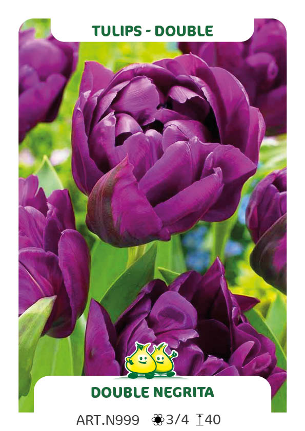 Tulp Double Negrita
