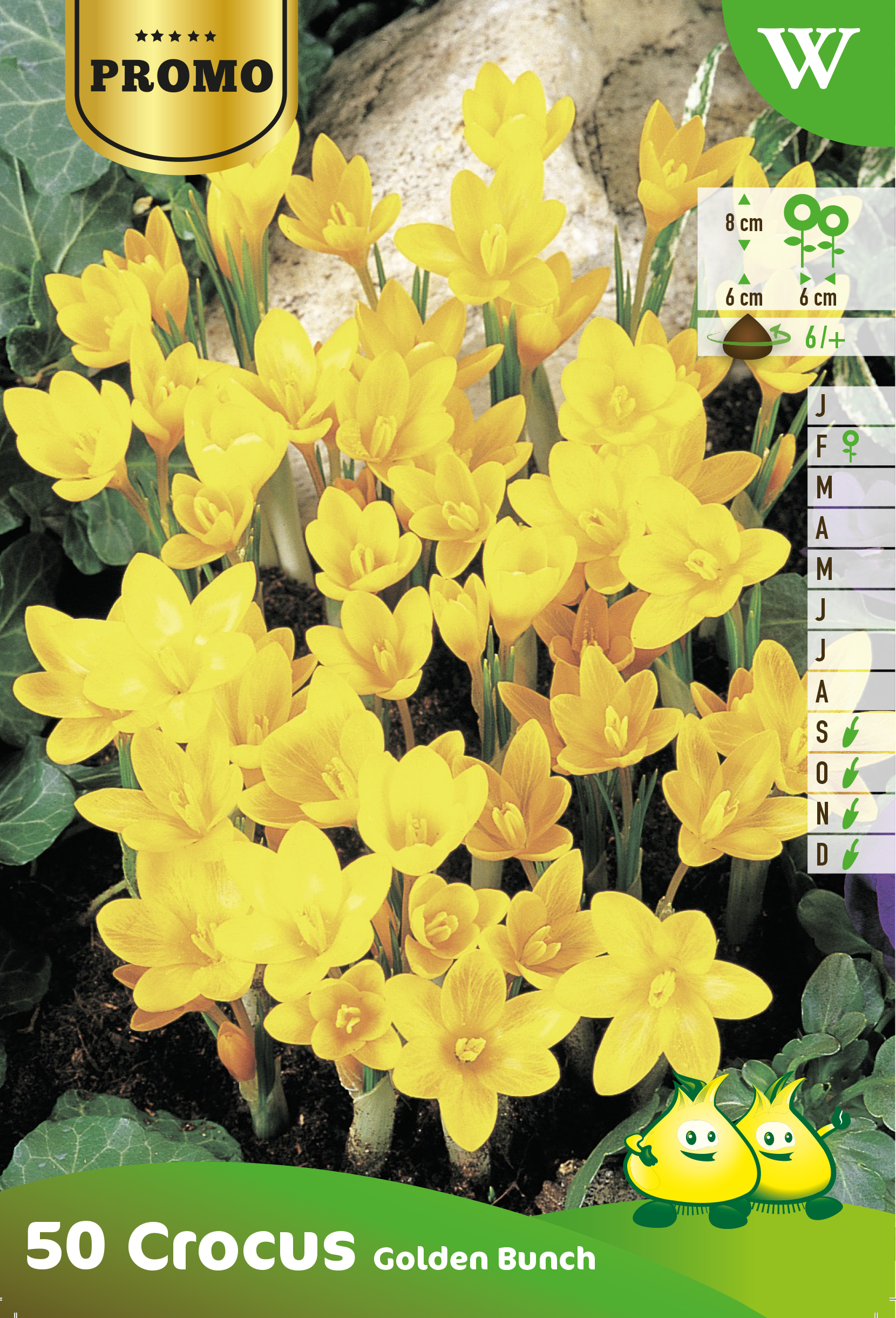 PROMOBOX 25 SACHETS CROCUS BOT. GOLDEN BUNCH 50 P. W