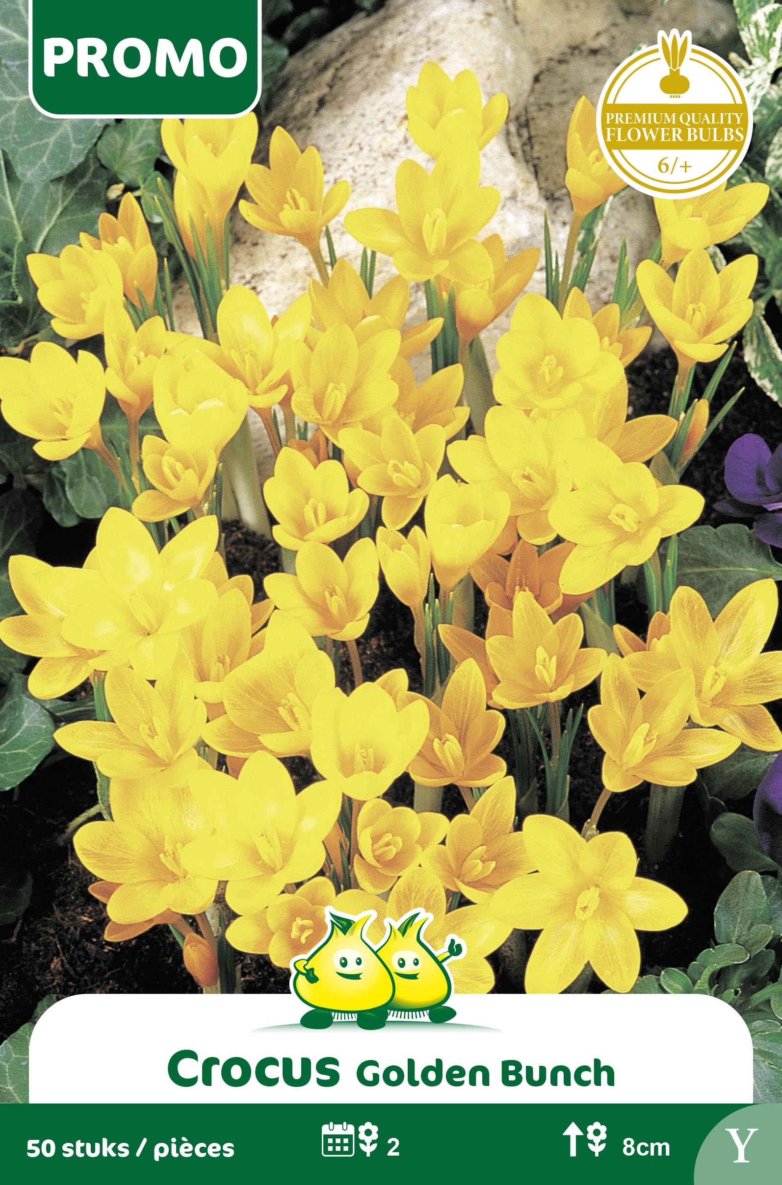 SACHET CROCUS BOT. GOLDEN BUNCH 50 P. W