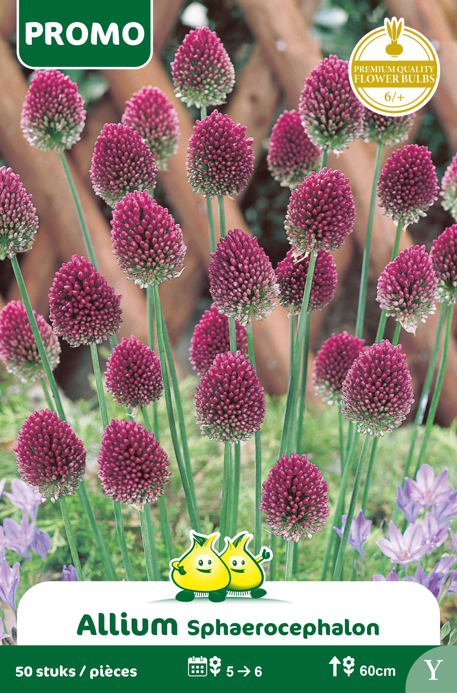 SACHET ALLIUM SPHAEROCOPHALUM 50 P. X